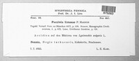 Puccinia limosae image
